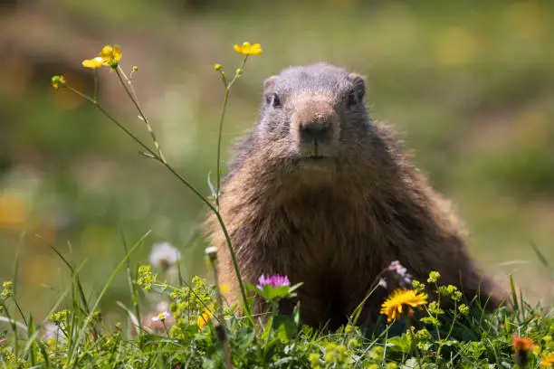 The alpine marmot (Marmota marmota) on the alpine meadow, large ground-dwelling squirrel, from the genus of marmots.