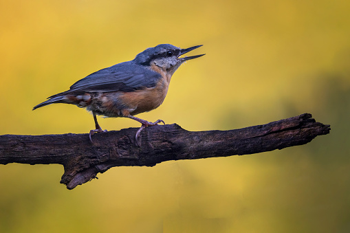 Eurasian nuthatch (Sitta europaea) sitting on branch