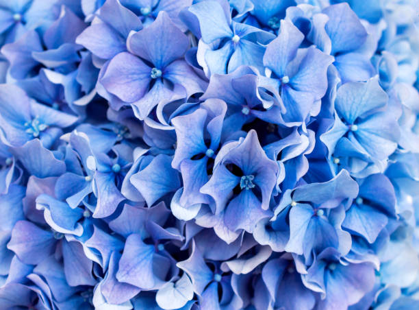 istock Macro photo of hydrangea blue flowers. Abstract background. 1331770276