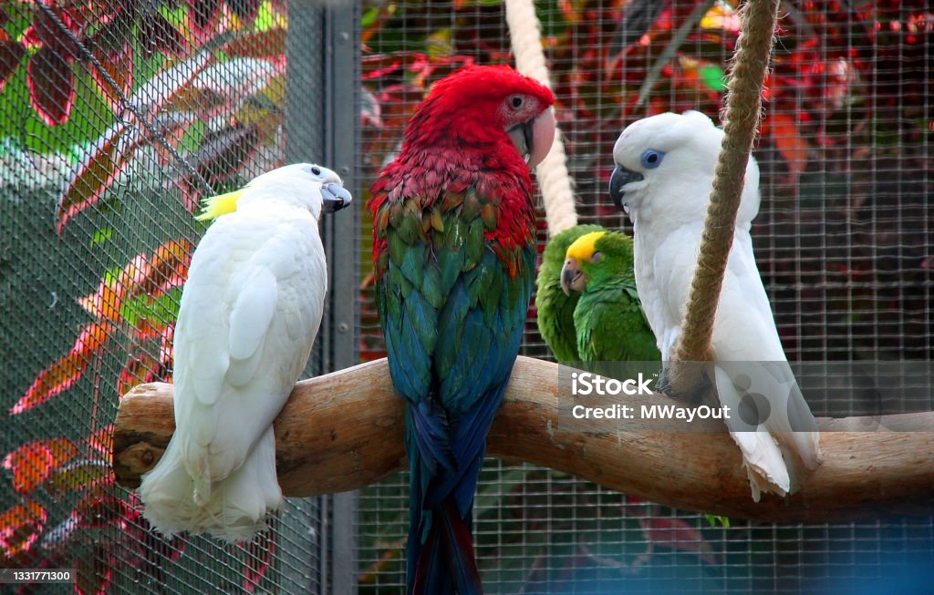 Gossiping parrots in captivity, Tenerife, Canary Islands, Spain Cockatoo Stock Photo