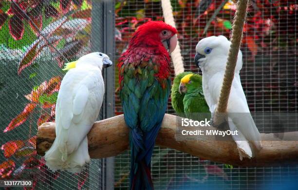 Gossiping Parrots In Captivity Tenerife Canary Islands Spain Stock Photo - Download Image Now