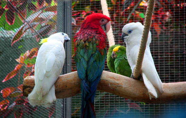 gossiping parrots in captivity, tenerife, canary islands, spain - animals in captivity stok fotoğraflar ve resimler