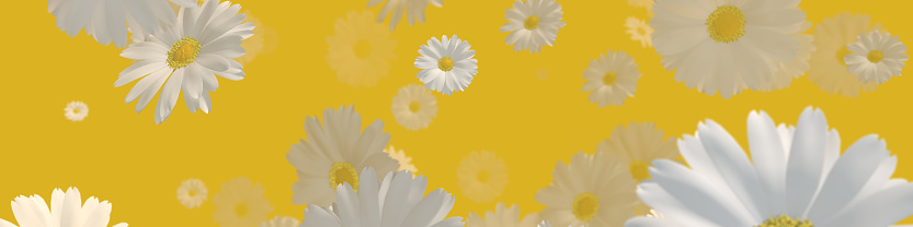 Fresh chamomile, flower banner, spring or summer background with copy space for text.