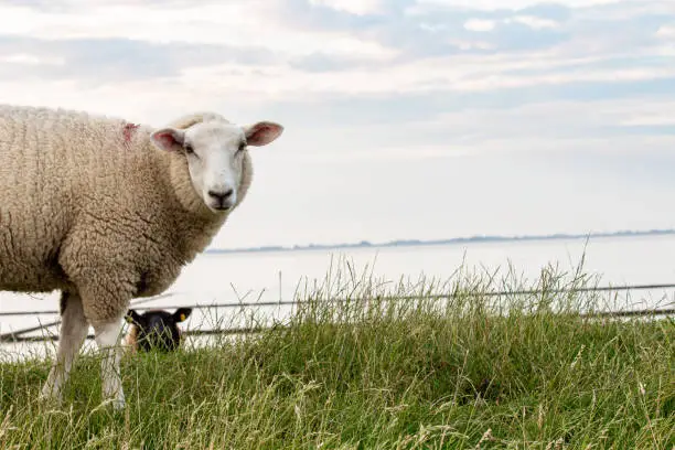 Sheep on a dike in fine weather with the North Sea in the background