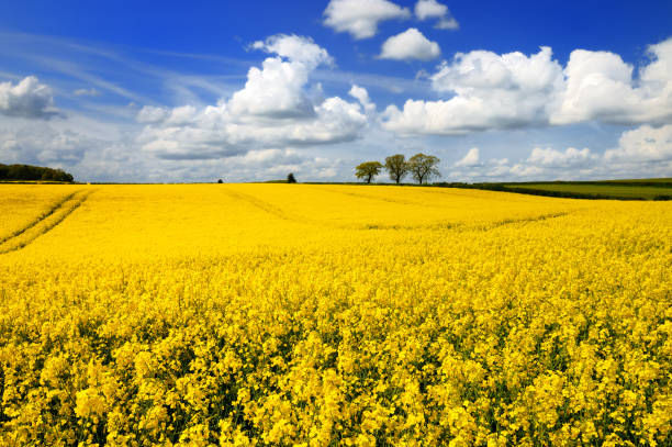 istock Canola Rapeseed Oil Field, England, UK 1331774773