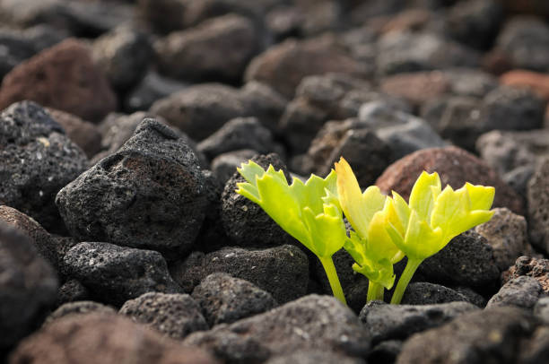 New life growing through volcanic black rocks, Tenerife, Canary Islands, Spain