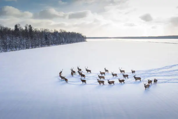 Herd of deers in winter day. Aerial view of winter landscape with wild deers. Symbol of freedom.