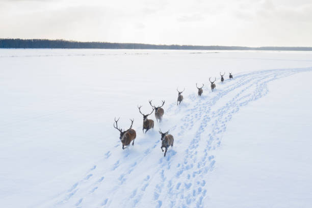 istock Herd of reindeers 1331774826