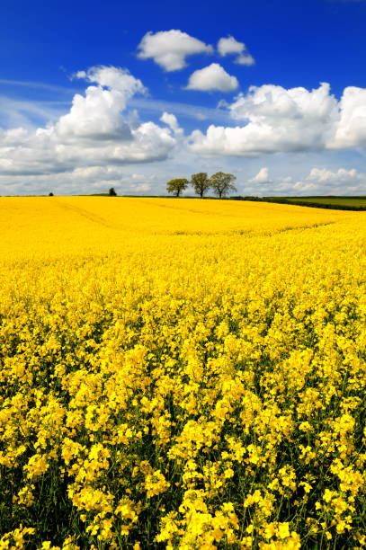 istock Canola Rapeseed Oil Field, England, UK 1331774911