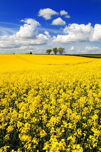 Wide angle view of a canola rapeseed oil field under blue sky and white clouds, Staffordshire, England, UK