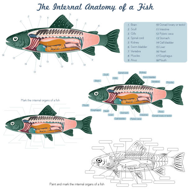 Anatomy of a fish. Fish internal organs. Anatomy of a fish. Fish internal organs collection of vector illustrations freshwater illustrations stock illustrations