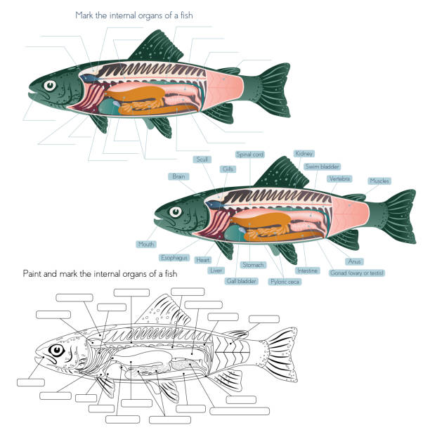 ilustrações, clipart, desenhos animados e ícones de a anatomia interna do peixe - aula de biologia