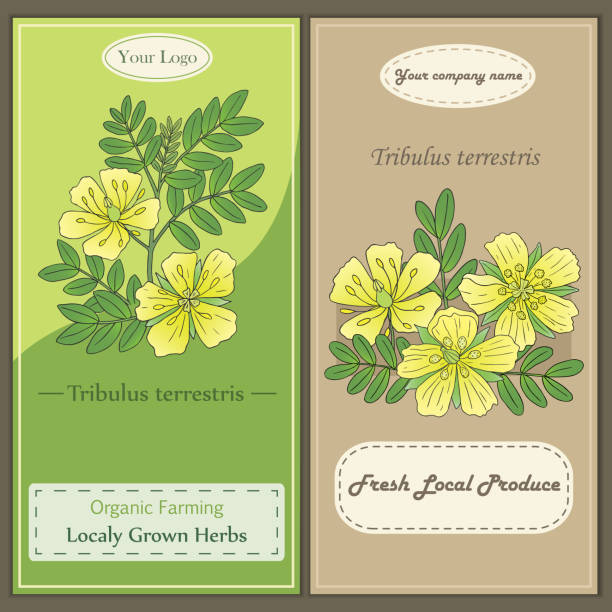 Gokshura tribulus-01 Medicinal herbs collection. Vector hand drawn illustration of a plant Tribulus Terrestris. Flyer template tribulus terrestris stock illustrations