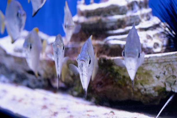 Underwater Image of fish swimming in the sea