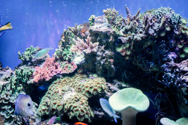 istock Underwater Image of sea plants and algae in the Sea 1331776630
