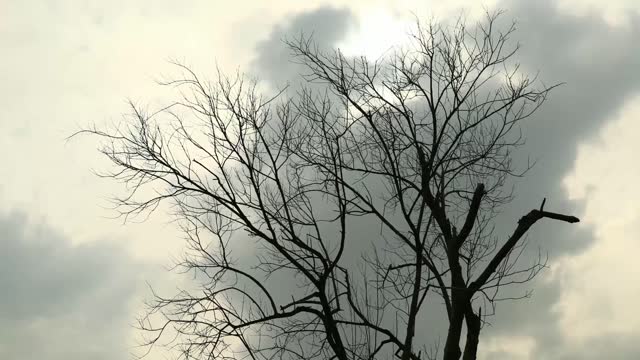 Time-lapse of the gray sky above a withered tree, and the constantly moving dark clouds