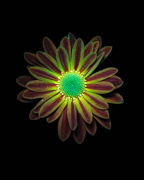 istock Flowers at UVIVF 1331777704