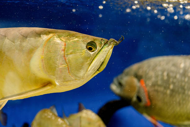 istock Underwater Image of Fish in the Sea 1331777772