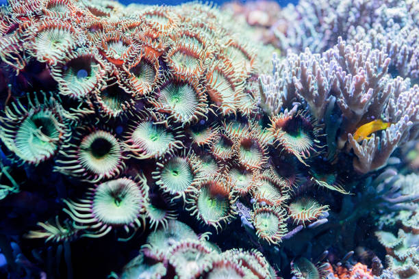 istock Underwater Image of sea plants and algae in the Sea 1331778009