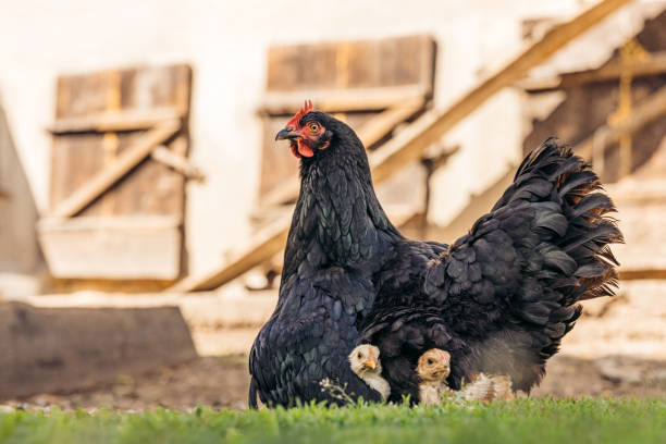 Hen sitting on baby chicks in the yard of chicken coop