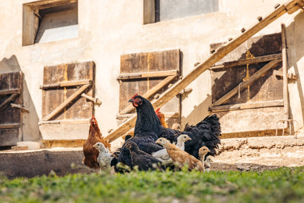 gallinas con pollo bebé en gallinero - granja avícola fotografías e imágenes de stock