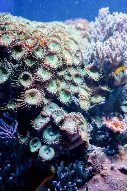 istock Underwater Image of sea plants and algae in the Sea 1331778964