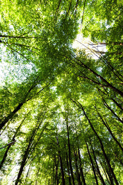 istock trees with green foliage in the summer 1331779097
