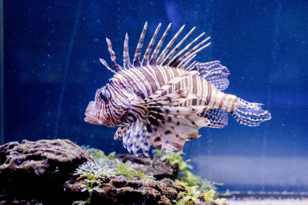 istock Underwater Image of Fish in the Sea 1331780549