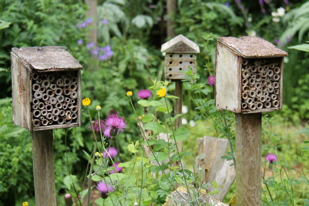 istock Wooden Bug Houses. 1331781141