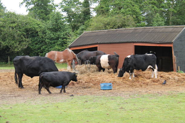 istock Farm Cattle and Horses. 1331781312