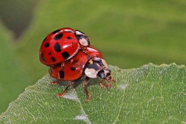 istock Asian ladybird - Asian ladybird (Harmonia axyridis). 1331781906
