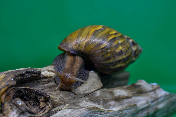 istock Garden snail on wood 1331782031