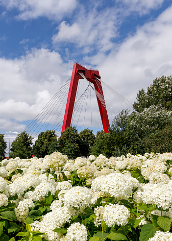 Southern end of the Willemsbrug in Rotterdam behind a field of white hortensia flowers, park