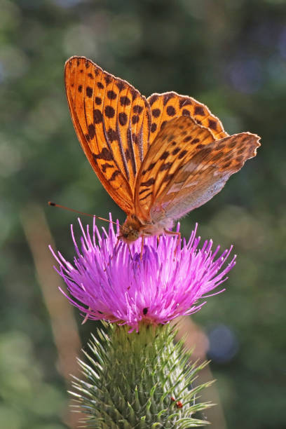 istock Spanish tobacco - Silver-washed Fritillary (Argynnis paphia). 1331782385