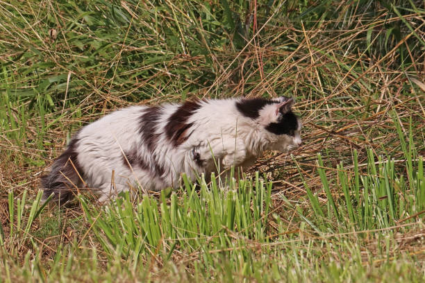 23 july 2021, Basse Yutz, Yutz, Thionville Portes de France, Moselle, Lorraine, Grand Est, France. In a meadow, a stray cat walks slowly. He's injured, he's missing a piece in one ear.
