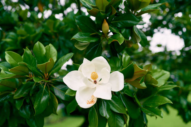 istock Gorgeous white magnolia flower on green bush 1331783513