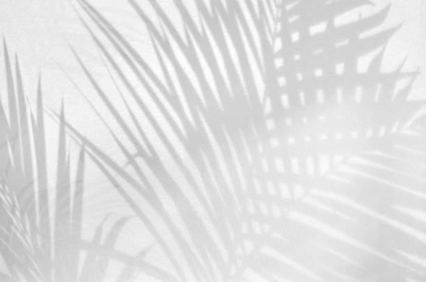 istock Light and shadow leaves,palm leaf on grunge white wall concrete background.Silhouette abstract tropical leaf natural pattern for wallpaper, spring ,summer texture.Black and white  soft image backdrop. 1331785001