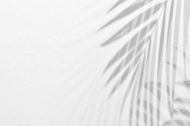 istock Light and shadow leaves,palm leaf on grunge white wall concrete background.Silhouette abstract tropical leaf natural pattern for wallpaper, spring ,summer texture.Black and white  soft image backdrop. 1331785020