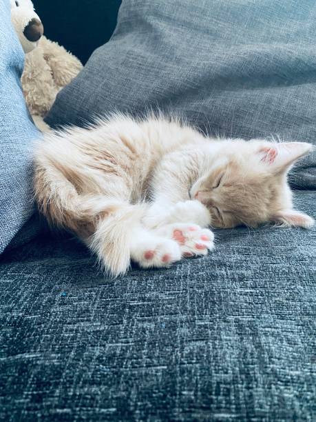 istock A 8-9 week old kitten having a nap on a family sofa in the UK 1331785538