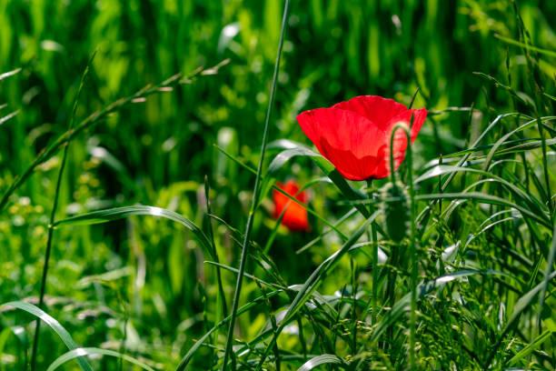 istock Red flowering poppy in green field 1331786610