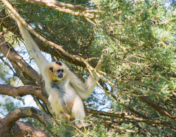 istock Golden-Cheeked Gibbon 1331786717