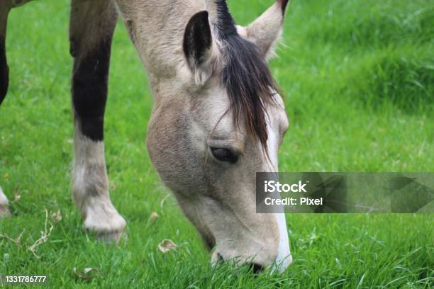 Criollo Horse Stock Photo - Download Image Now - Criollo Horse, Horse, Pony