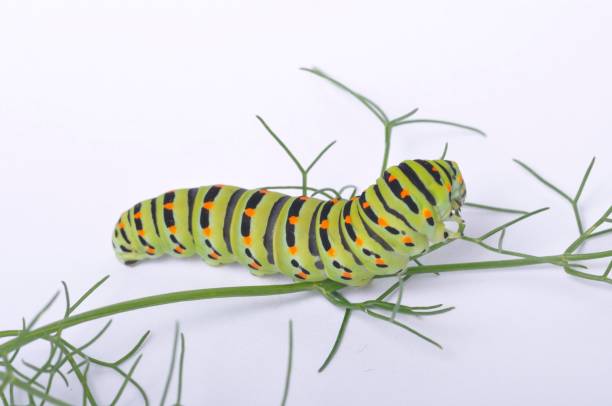 istock Swallowtail caterpillar on a white backgroung 1331786956