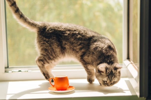 istock sunny morning, fluffy cat walks on the windowsill, one small orange coffee cup is on the windowsill 1331787708
