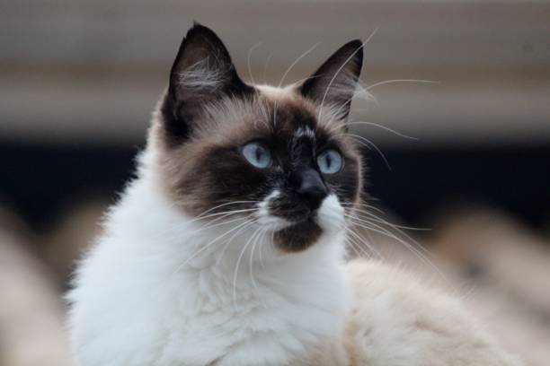 istock cat meow felis catus 1331787894