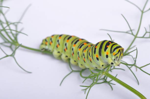 istock Swallowtail caterpillar on a white backgroung 1331788815