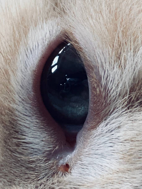 istock A close up image of a Maine coon kitten eyeball 1331789148