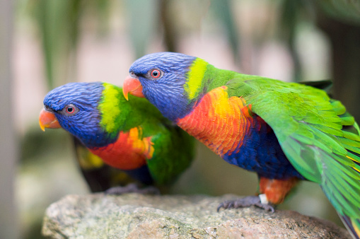 bright multicolored Rainbow lorikeet parrots sit at close range, natural background