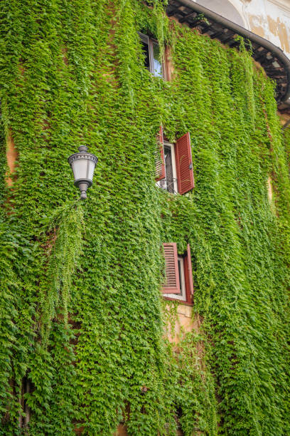 istock House covered with Common Ivy in Rome 1331790424