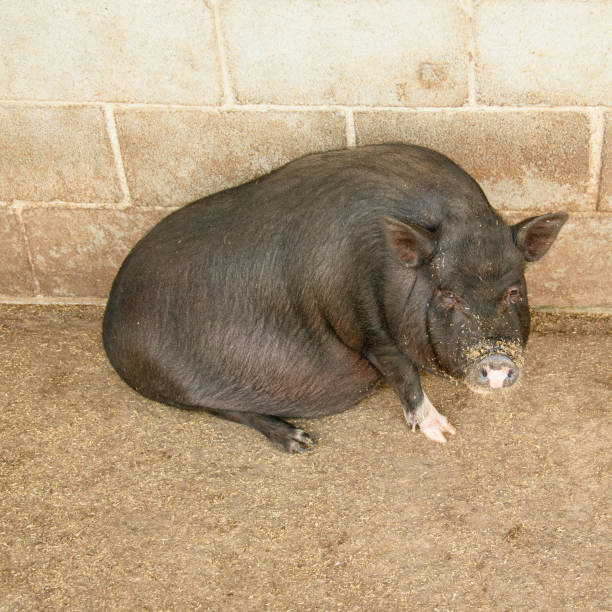 Young adult woman with her pig named Marguerite, an important member of the family. The lady share their everyday lives with her pet at home.They spend the time together and show the companionship between both of her and her affectionate pig dwarf pink and black.